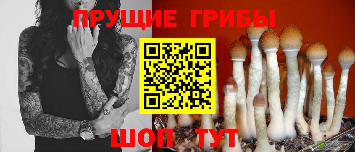 Амурск  Псилоцибиновые грибы Psilocybine cubensis  Вход с VPN 